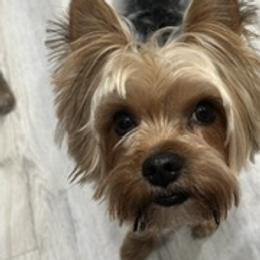 Waylon - Yorkshire Terrier