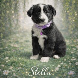 Stella - Black & white female Australian Shepherd puppy in Citra, Florida from AEW Farm