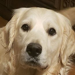 Tilly - Golden Retriever