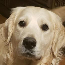 Tilly - Golden Retriever