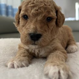 Blue collar - Cream male Goldendoodle puppy in New Britain, Connecticut from Goldendoodles Yorkiepoo Stars CT