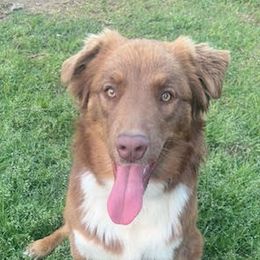Sadie - Australian Shepherd