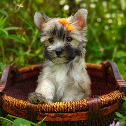 Rare gold Flame - Gold male Morkie puppy in Barren Springs, Virginia from Seeking Shalom Acres Maltese, Maltipoos & Havamalts