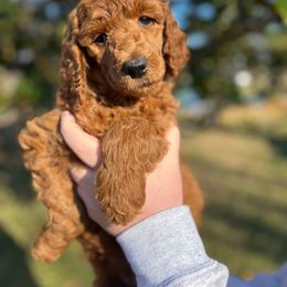 “Michonne” - Poodle puppy from AMC Poodles