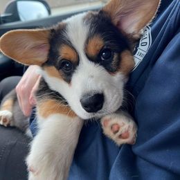 Boy 2 - Black and white Cardigan Welsh Corgi puppy in Illinois from RavenSong Cardigans