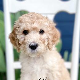 Bernedoodle, Goldendoodle, and Poodle Puppies from Penny and The Pups