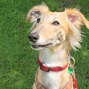 Windsprites from Tova Sighthounds