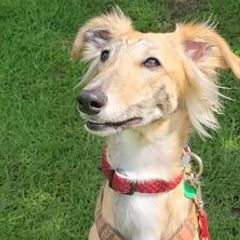 Windsprites from Tova Sighthounds