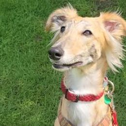 Windsprites from Tova Sighthounds