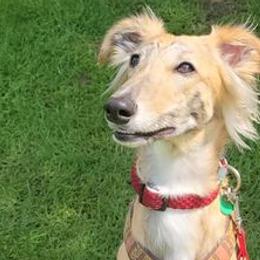 Windsprites from Tova Sighthounds