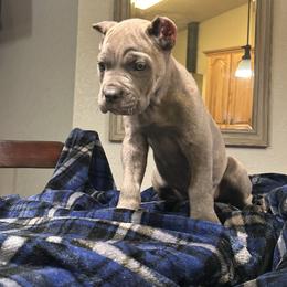 Porsche - Gray female Cane Corso puppy in Ocala, Florida from High Royal Kennel