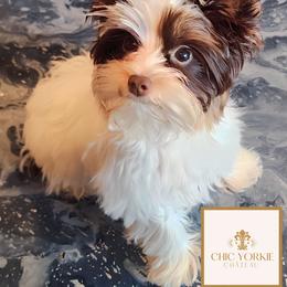 Finn - Yorkshire Terrier puppy in North Carolina from Chic Yorkie Château