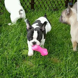 French Bulldog Puppies from Leading Irons Bullys
