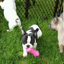 French Bulldog Puppies from Leading Irons Bullys