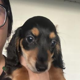 Dachshund Puppies from Riverside Miniature Dachshunds