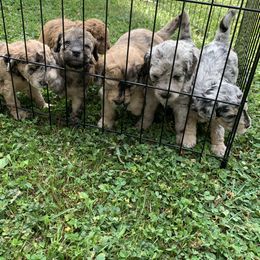 Bernedoodles from Bechtel’s Bernadoodles