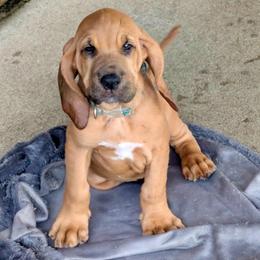 Green-White collar boy - Red male Bloodhound puppy in Paoli, Indiana from Houndsarunning Bloodhounds