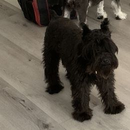 Darcy - Miniature Schnauzer