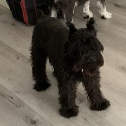 Darcy - Miniature Schnauzer