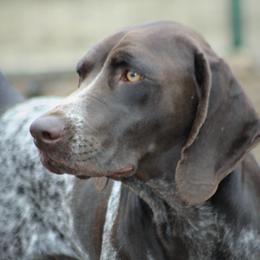 Kasey - German Shorthaired Pointer