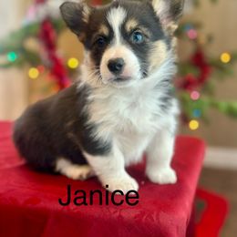 Pembroke Welsh Corgi Puppies from Country Rubys