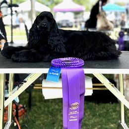 Belle - Cocker Spaniel