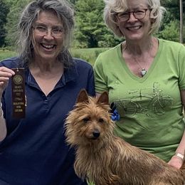 Australian Terriers from Merrigang Australian Terriers