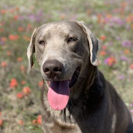 Goose - Labrador Retriever