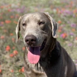 Goose - Labrador Retriever