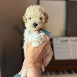 Rain - Cream male Goldendoodle puppy in Benton, Arkansas from Cozy Creek Doodles