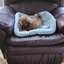 Boo Bear - Chocolate male Shih Tzu puppy in Cartersville, Georgia from 100 Acre Woods Shih Tzu Plantation