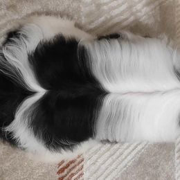 Biewer Terriers and Yorkshire Terriers from Frosty Paw Biewers and Yorkshires