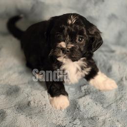 Boy 1 - male Havanese puppy in Sandy, Utah from Sandia