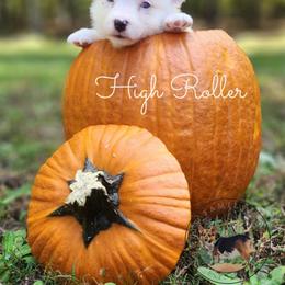 High Roller - Gray and white male American Corgi puppy in Cameron, North Carolina from Butts Family Corgis
