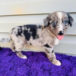 Chance - Blue merle male Australian Shepherd puppy in Charlotte, North Carolina from Awesome Aussies