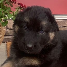 Mint collar - Black and red female German Shepherd puppy in Lansing, Michigan from Divine German Shepherds