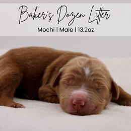 Mochi - Red  male Goldendoodle puppy in Comanche, Texas from Central Texas Doodles, LLC.