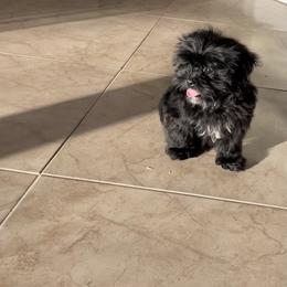 Orange collar - Black male Shihpoo puppy in Bay City, Texas from Billy's Puppies