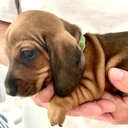 Smooth red boy - Red male Dachshund puppy in Michigan And Florida Locations, Michigan from UP North Dachshunds UPNDLLC