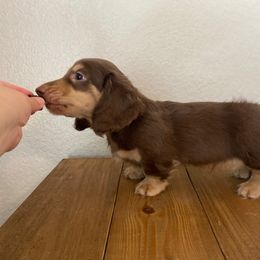 Dachshund Puppies from Hetu's Dachshunds