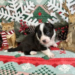 Cupid - Brindle and white male American Corgi puppy in Waskom, Texas from Piney Woods Corgis