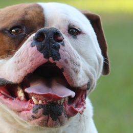 Walker - American Bulldog