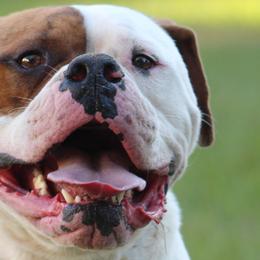Walker - American Bulldog