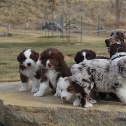 Australian Shepherd Puppies from Big Sky Aussies