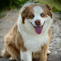 Cash - Australian Shepherd