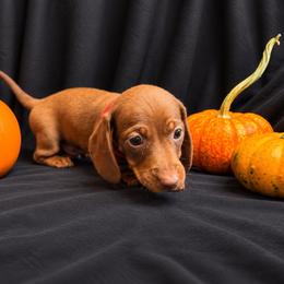 Stitch AKC - 2,500 - Chocolate and tan male Dachshund puppy in Indian Trail, North Carolina from Hilda’s Teenie Weenies