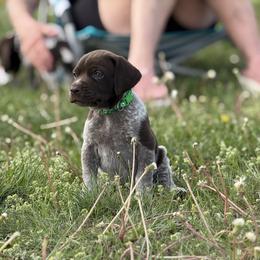 German Shorthaired Pointer Puppies from Upland Points Gun Dogs