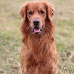 Ace - Golden Retriever