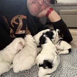 Pick 3 boy - Tri-color male Cavapoo puppy in Mona, Utah from Hearts Full of Puppies