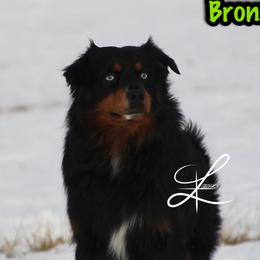 Bronx - Miniature Australian Shepherd